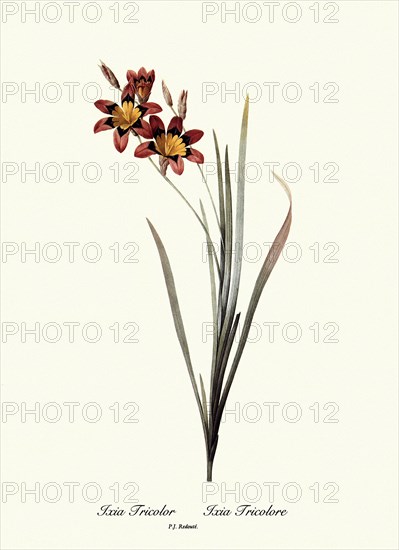 Ixia Tricolor, Ixia Tricolore