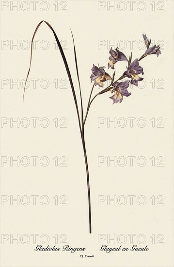 Gladiolus Ringens, Glayeul en Gueule