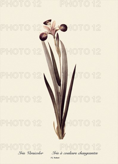 Iris Versicolor, Iris à couleurs changeantes
