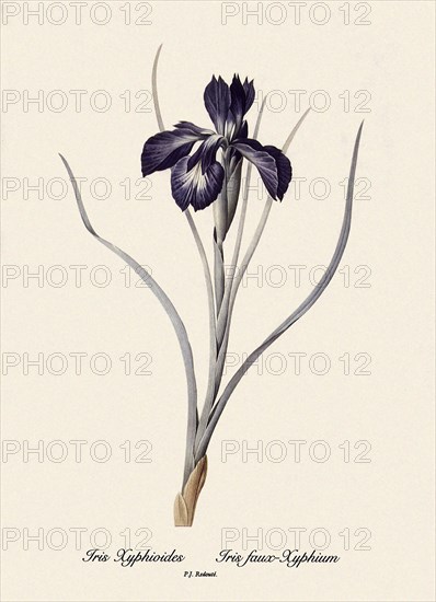 Fritillaria Persica, Fritillaire de Perse