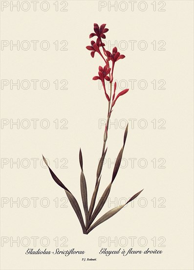Gladiolus Strictifloras, Glayeul à fleurs droites