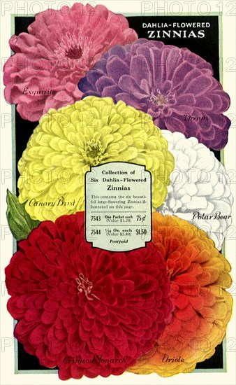 Dahlia-Flowered Zinnias