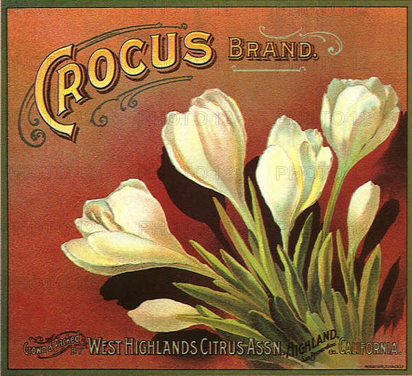 Crocus Fruit Label.