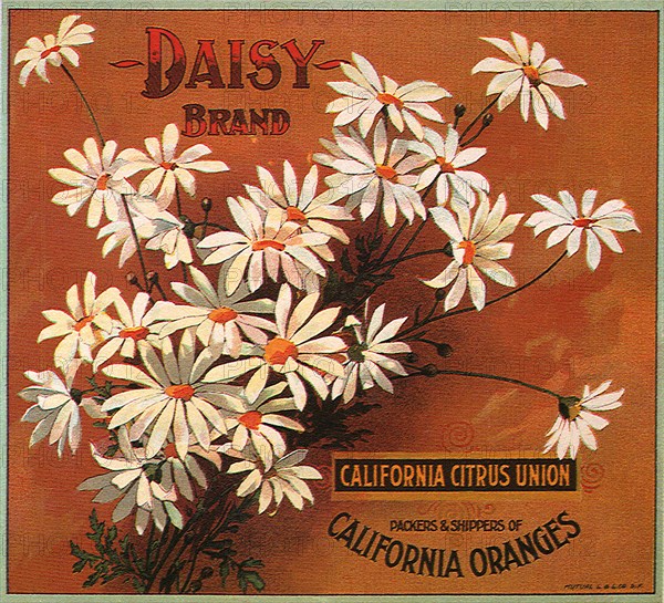 Daisies on Orange.