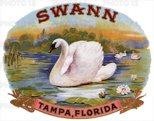 Swan.