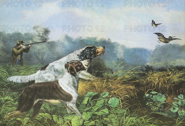 Hunting Dogs.