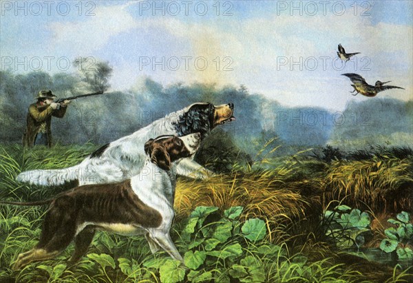 Hunting Dogs and Birds.
