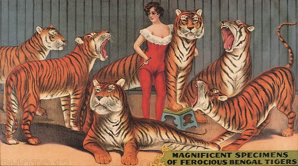 Tiger Tamer.