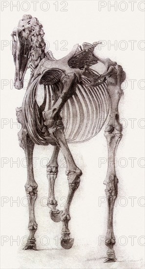 Finished Study for the Second Skeleton Table.