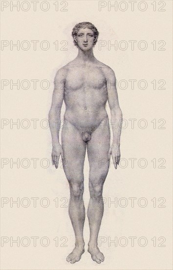 Human Being, Anterior View, Undissected.