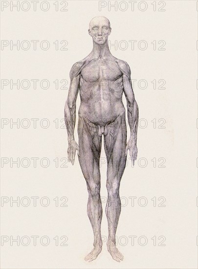 Human Being, Anterior View.