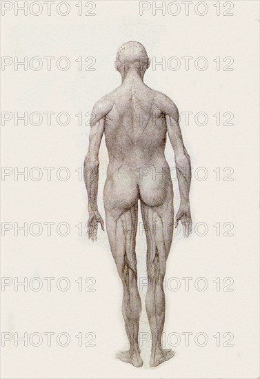 Human Being, Posterior View, Partially Dissected.