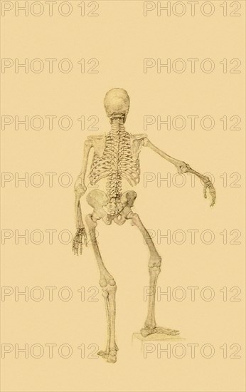 Human Skeleton, Posterior View: Right Arm Outstretched.