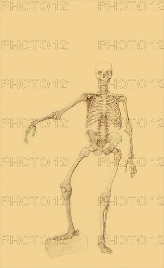 Human Skeleton, Anterior View, Right Arm Outstretched.