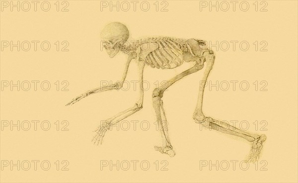 Human Skeleton, Anterior View, in Crouching Posture.