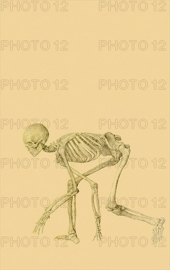 Human Skeleton, Lateral View, in Crawling Posture.