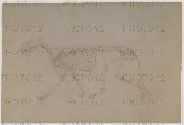 Tiger Skeleton, Lateral View, in Walking Posture.