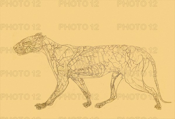 Tiger, Lateral View: Subcutaneaus Blood Supply.