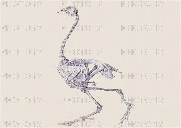 Dorking Hen Skeleton, Lateral View, in Walking Posture.