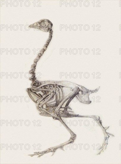 Fowl Skeleton, Lateral View.