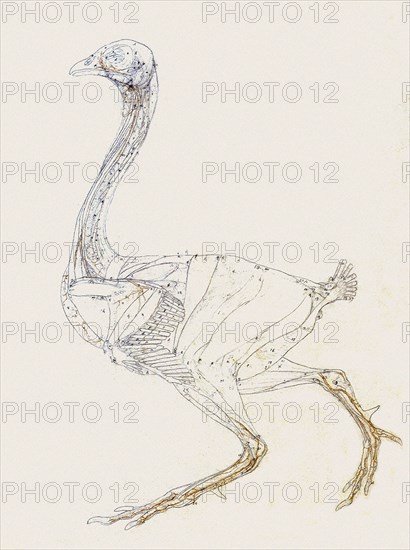 Fowl Skeleton, Lateral View Numbered and Lettered.