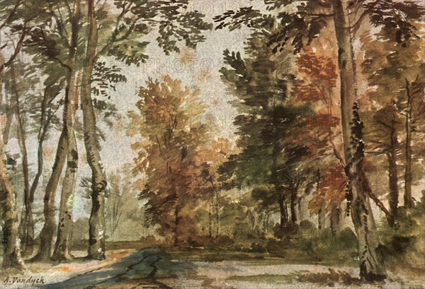 Woodland Scene.