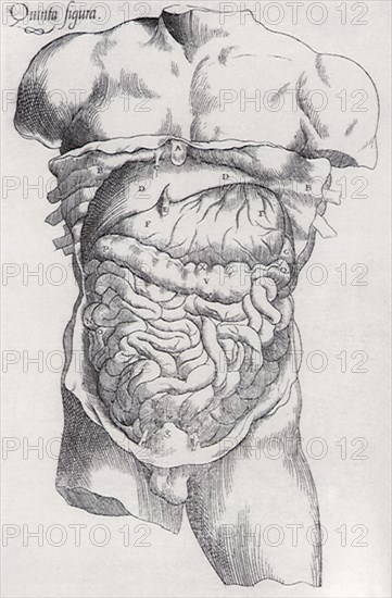 The Anatomical Revelations of Vesaluis.