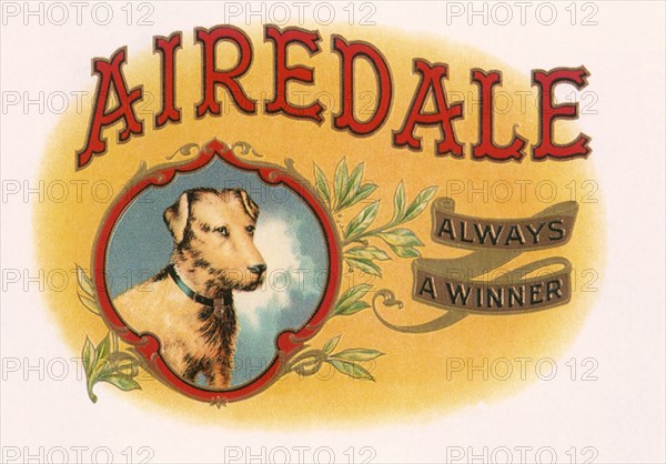 Airedale.