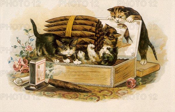 Kittens play with Cigars.