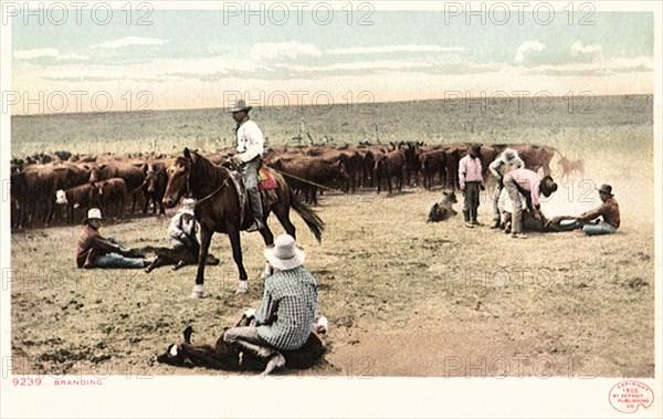 Cowboys Roping Calves with Herd.