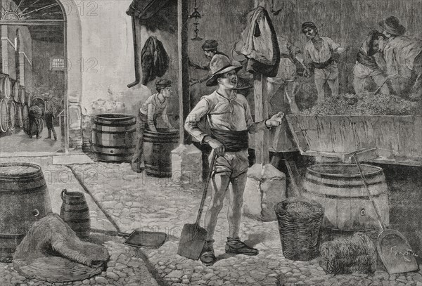 Spain, The grape harvest in Jerez