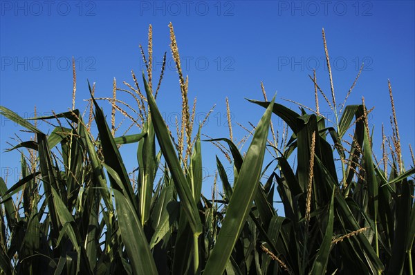 Corn growing field