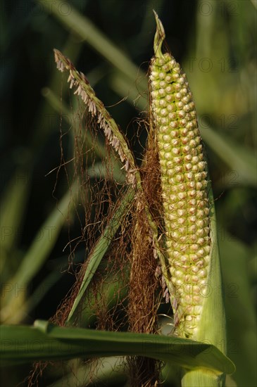 Corn growing field