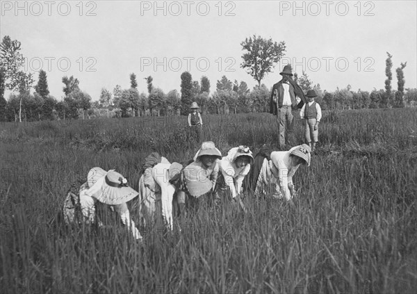 mondine dans la vallée du Pô, 1900