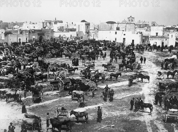 italie, lecce, casarano, foire aux bestiaux, 1910-1920