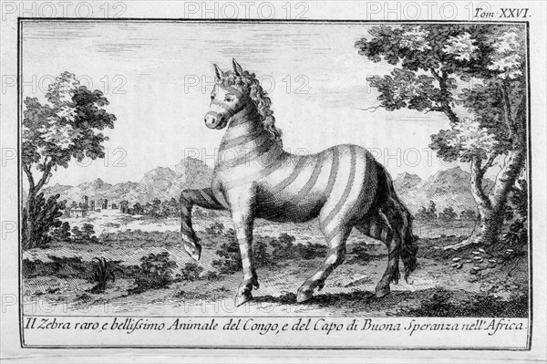 planche représentant "le zèbre, rare et bel animal du congo et du cap de bonne espérance" d'un volume sur l'afrique de 1766