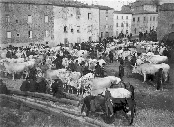 italy, tuscany, chiusdino, cattle market 1800-1900