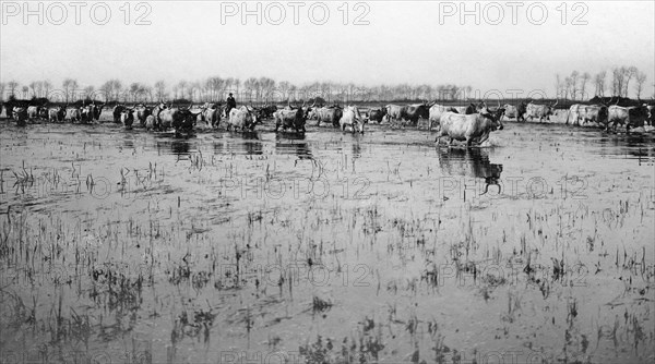 italy, lazio, agro pontino, marshes