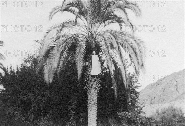 arabian picking dates, 1913