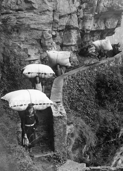 italy, piemonte, val d'ossola, varzo, women carrying leaves of beech on shoulders, 30's