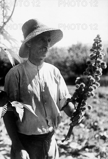 agriculture, castor-oil plants