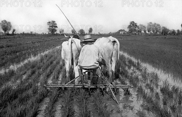 agriculture, weeding