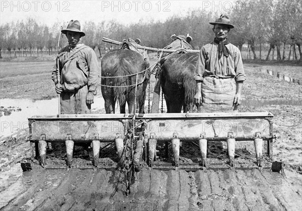 agriculture, rice field, 1910-1920