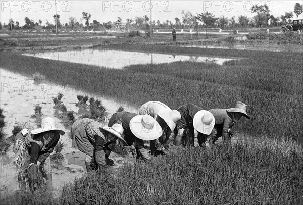 paddyfield, 1910-1920