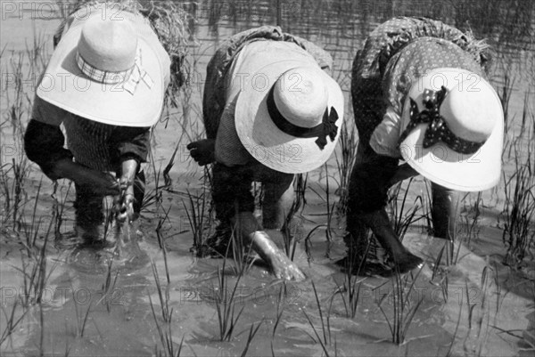 rice weeders