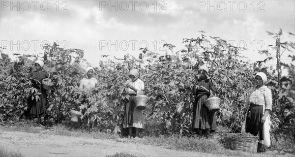 castor-oil plants, italia, calabria, 1910-1920