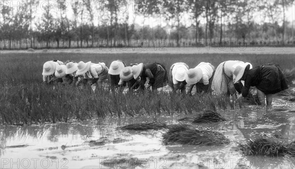 agricolture, paddyfield, 1930-1940