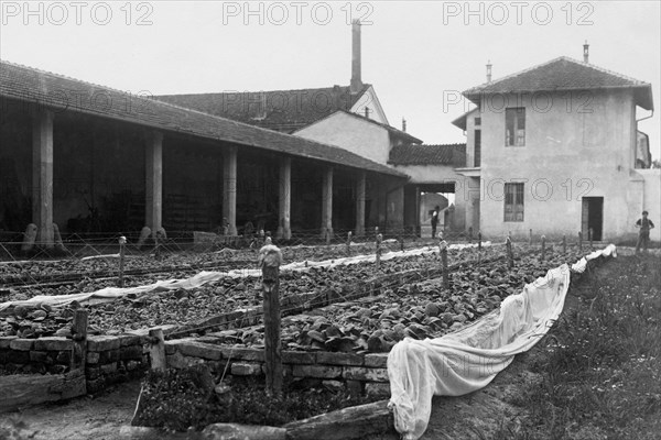 tobacco growing, 1920-1930