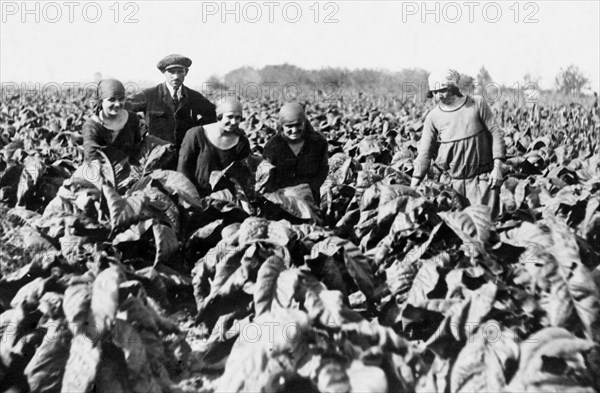 tobacco growing, 1920-1930