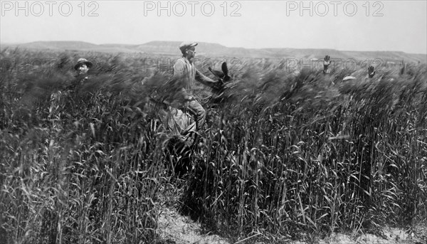 cornfield, 1931